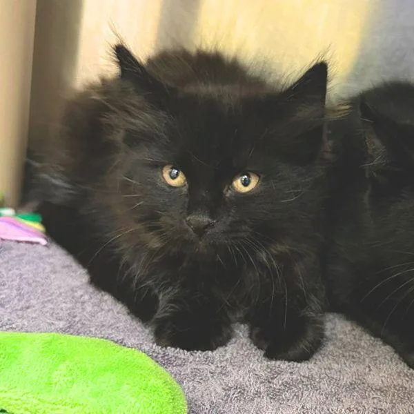 A baby small-sized female Domestic Medium Hair cat named Mizuno for adoption in Walnut Creek, CA