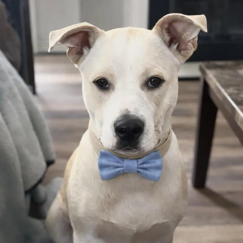 An adult medium-sized male Labrador Retriever dog named Buddy Gates for adoption in Manchester, CT