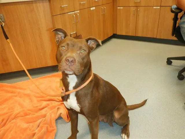A young large-sized female Labrador Retriever dog named Anna for adoption in San Jose, CA