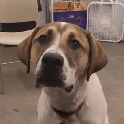 An adult medium-sized male Shepherd dog named Thunder for adoption in Voorhees, NJ