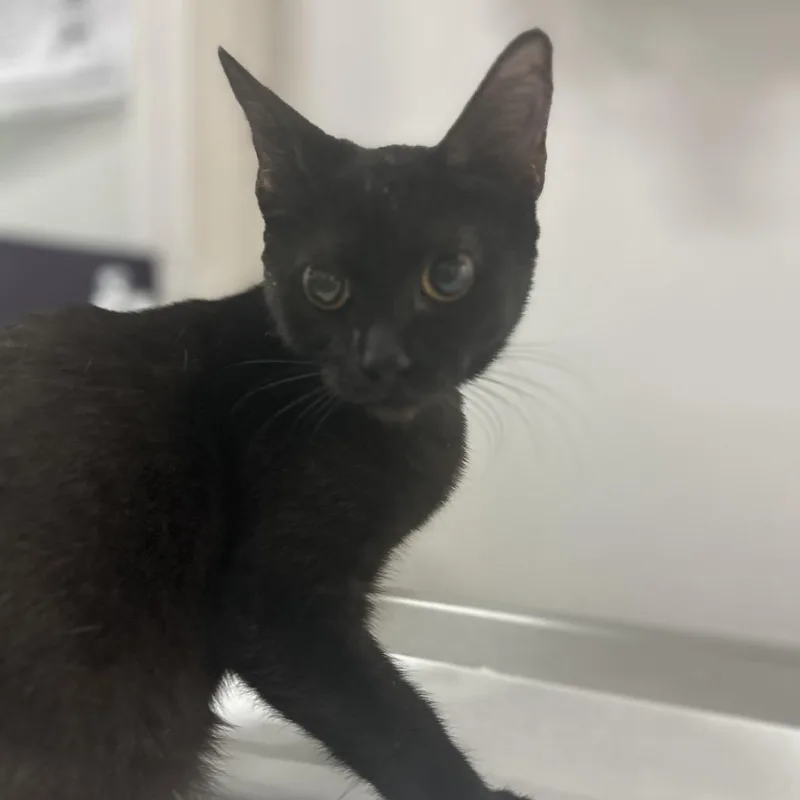 A baby small-sized female Domestic Short Hair cat named Cleopatra for adoption in San Antonio, TX