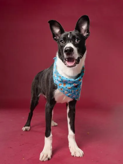 An adult medium-sized male Mixed Breed dog named Rico for adoption in Atlanta, GA
