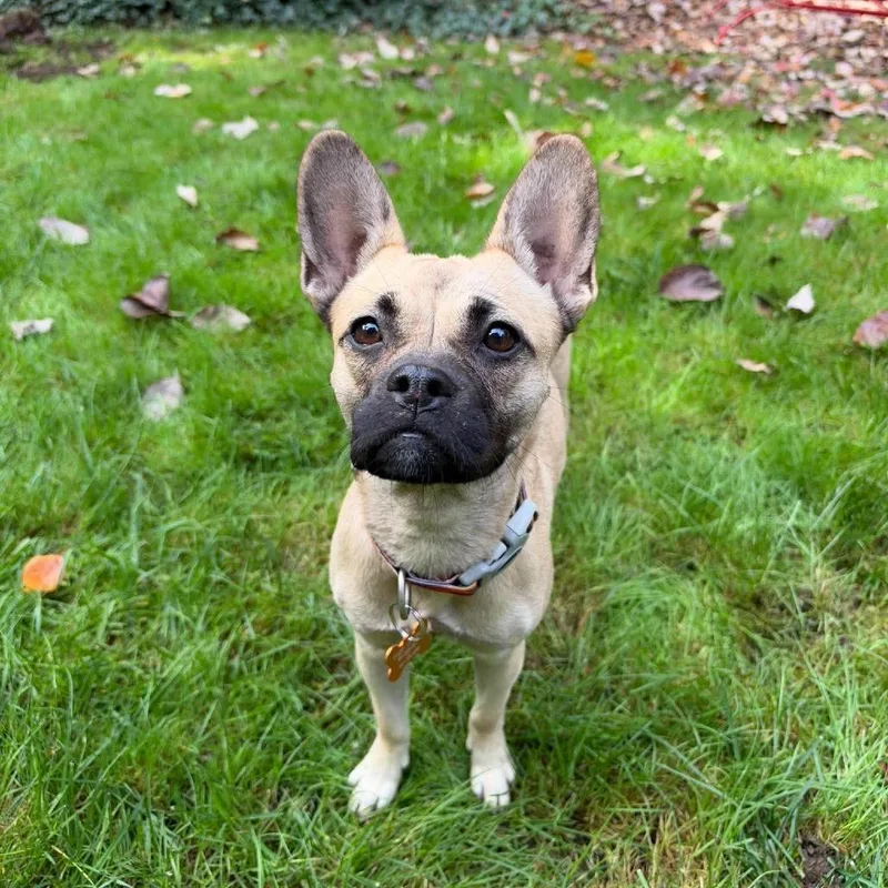 A young small-sized female White / Cream Pug dog named ALeona for adoption in Bend, OR