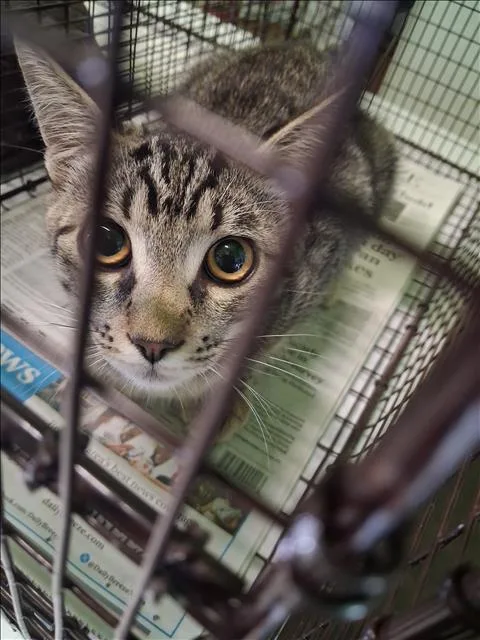 A young large-sized male Domestic Short Hair cat named B.t. for adoption in Los Angeles, CA