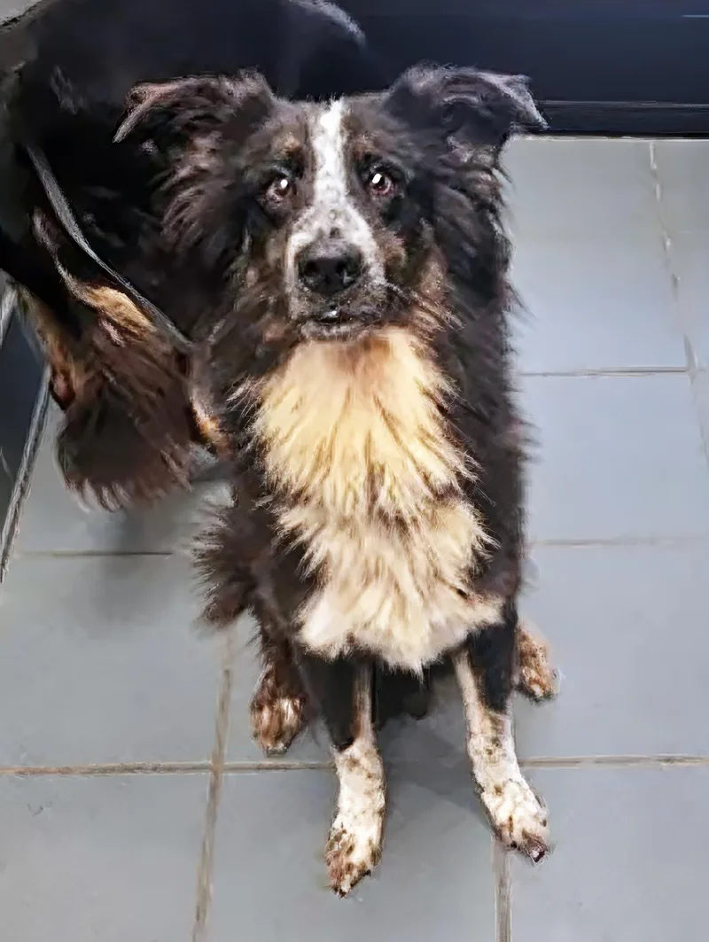 An adult medium-sized male Gray / Blue / Silver Mixed Breed dog named Segundo for adoption in Nashville, TN