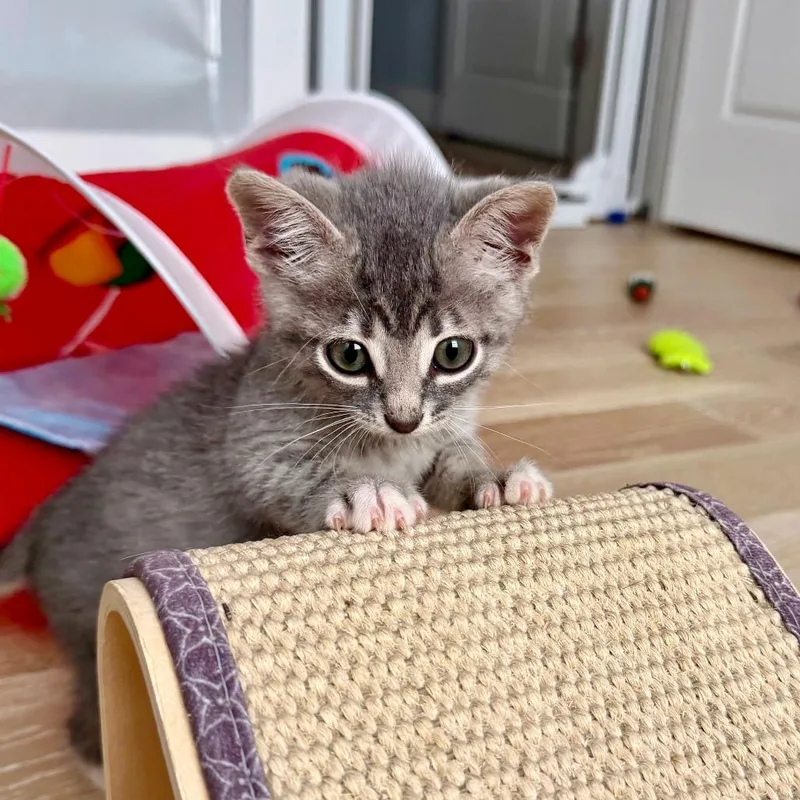 A baby small-sized male Gray / Blue / Silver Domestic Short Hair cat named Gandalf for adoption in Austin, TX
