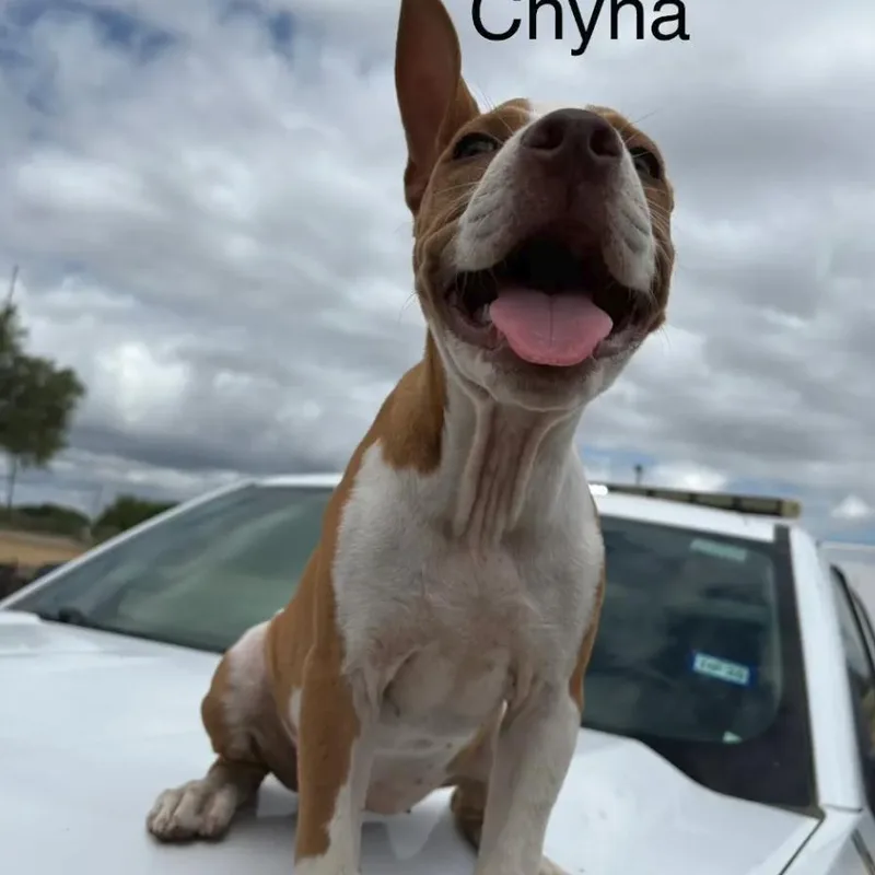 A baby small-sized female Yellow / Tan / Blond / Fawn Pit Bull Terrier dog named Chyna for adoption in Austin, TX