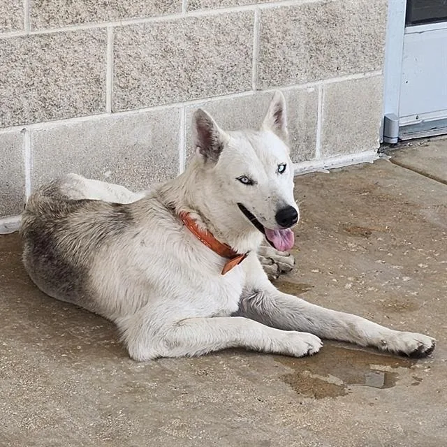 An adult medium-sized female Husky dog named Blacna for adoption in San Antonio, TX