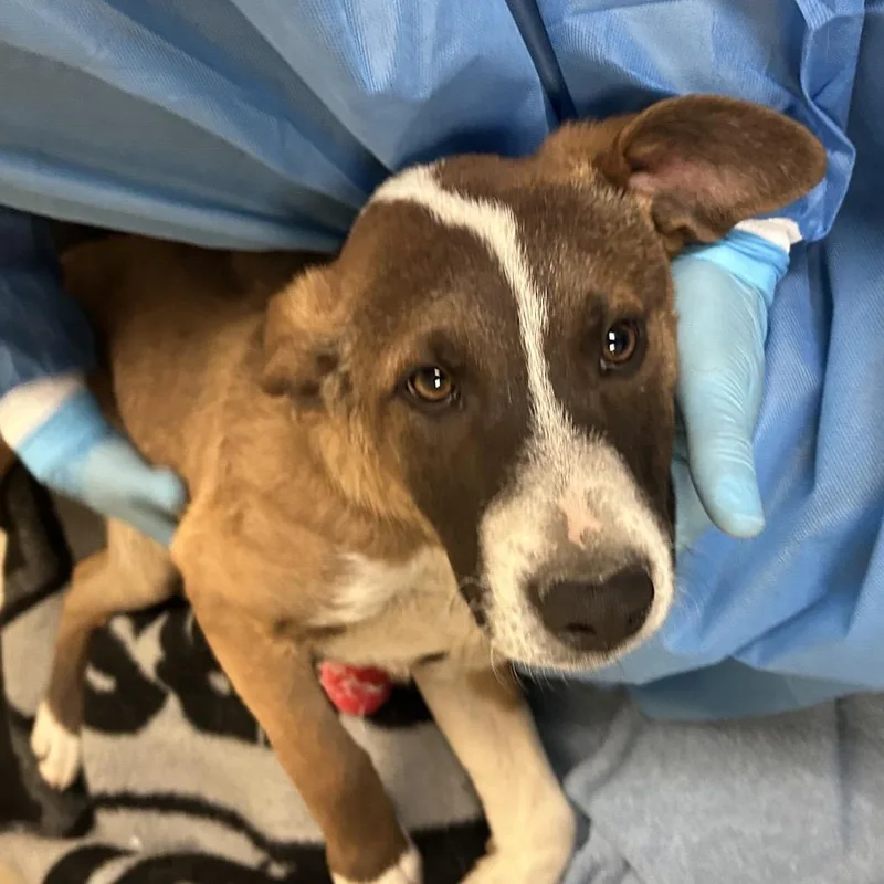 A baby medium-sized male Brown / Chocolate Mixed Breed dog named Ribbet for adoption in Flagstaff, AZ