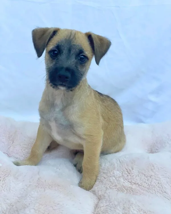 A baby small-sized male Terrier dog named Cookie for adoption in Novato, CA