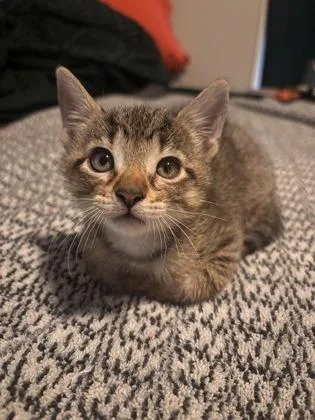 A baby small-sized female Domestic Short Hair cat named Riley for adoption in Fort Worth, TX