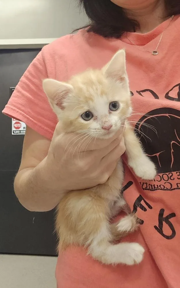 A baby small-sized female Orange & White Domestic Short Hair cat named Tulip for adoption in Dickson, TN