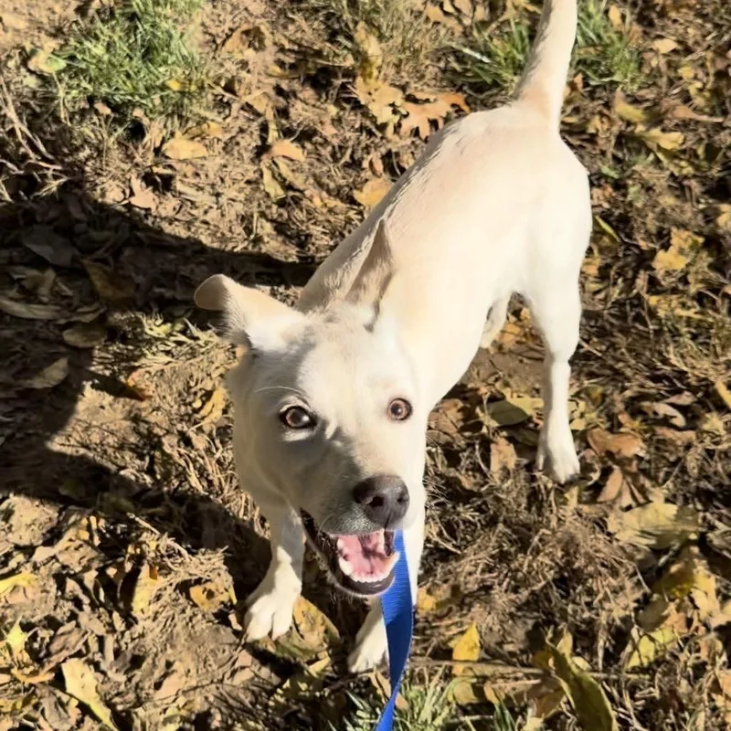 A young medium-sized female White / Cream Shepherd dog named Haddie for adoption in Griswold, CT