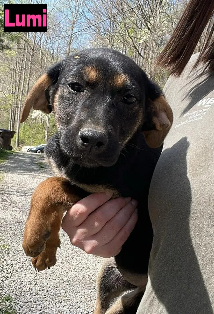 A baby medium-sized female Bicolor German Shepherd Dog dog named Lumi for adoption in Grand Rapids, MI