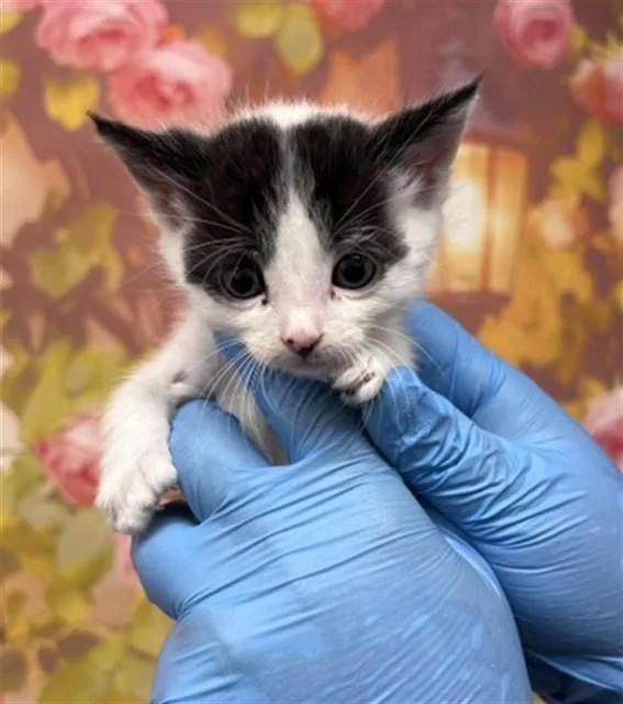 A baby small-sized male Domestic Short Hair cat named Leonard for adoption in San Bernardino, CA