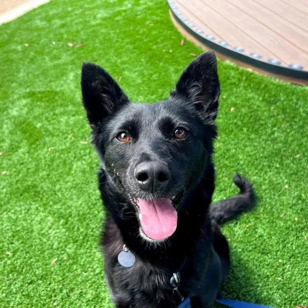 An adult medium-sized female German Shepherd Dog dog named Bella for adoption in Walnut Creek, CA