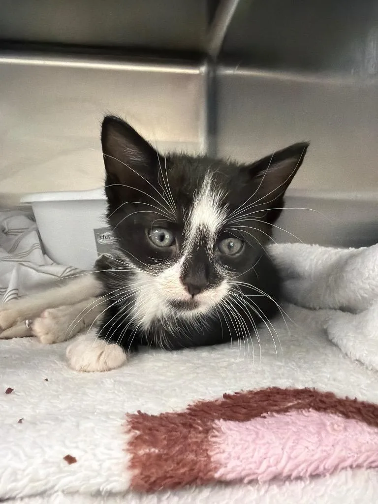 A baby medium-sized male Domestic Short Hair cat named Victor for adoption in Pomona, NY