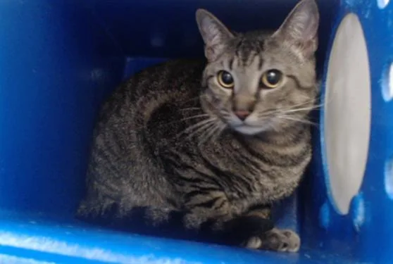 A young medium-sized male Domestic Short Hair cat named Winnie for adoption in Orlando, FL