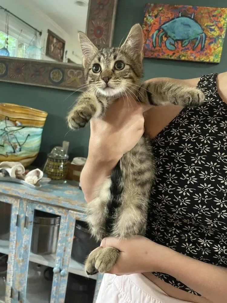 Rocket