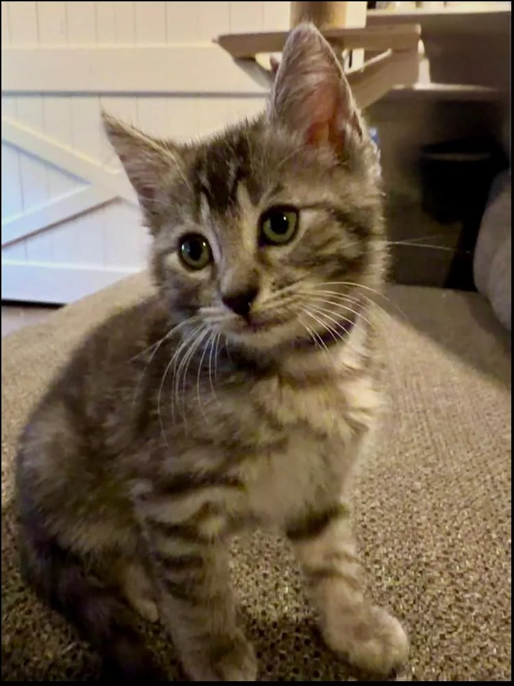A baby small-sized female Black & White / Tuxedo Domestic Short Hair cat named Anastasia for adoption in Wellington, FL