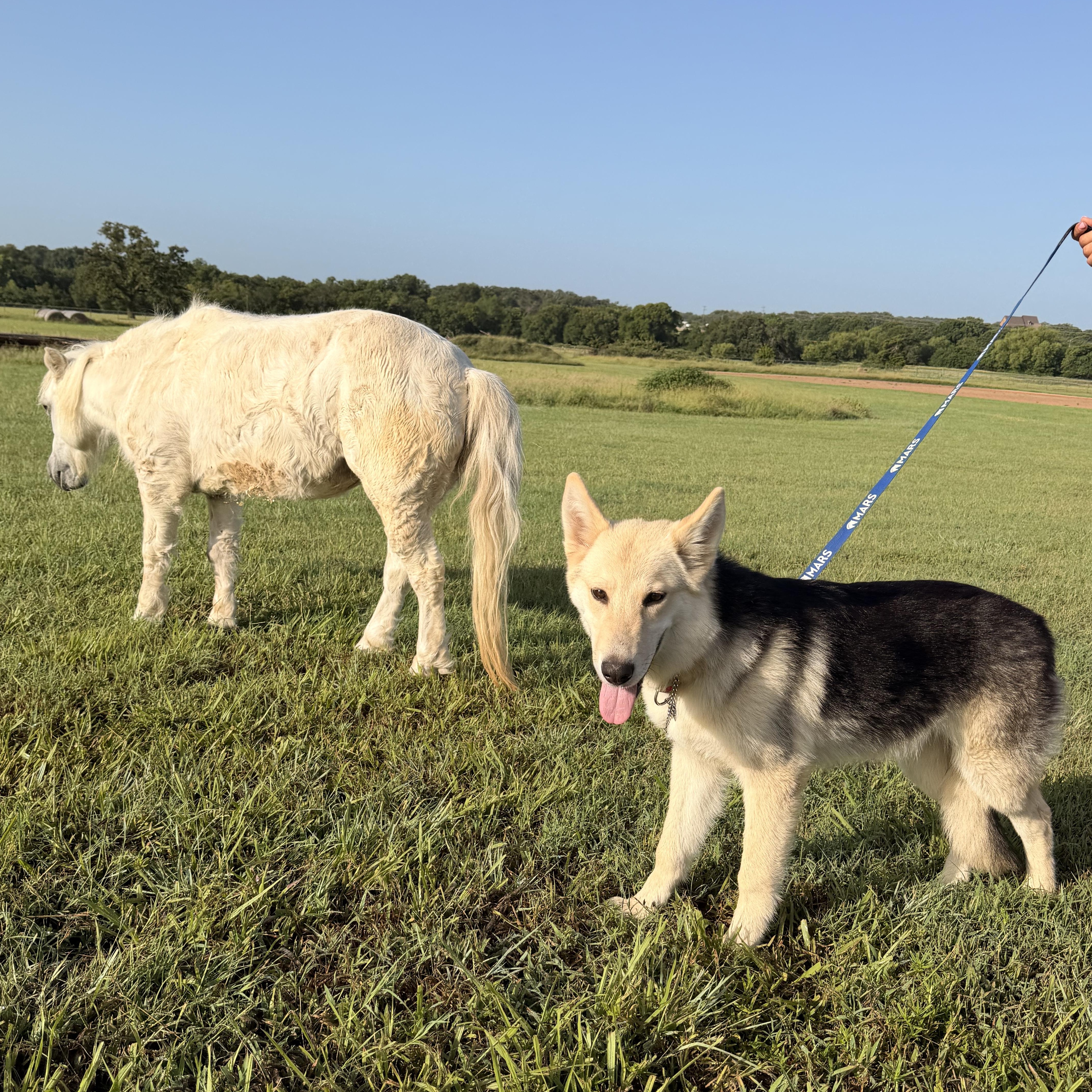 A baby medium-sized female Tricolor (Brown, Black, & White) German Shepherd Dog dog named Evangeline for adoption in Sadler, TX