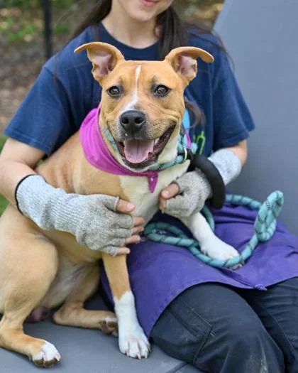 A young large-sized female Mixed Breed dog named Debbie for adoption in Chamblee, GA