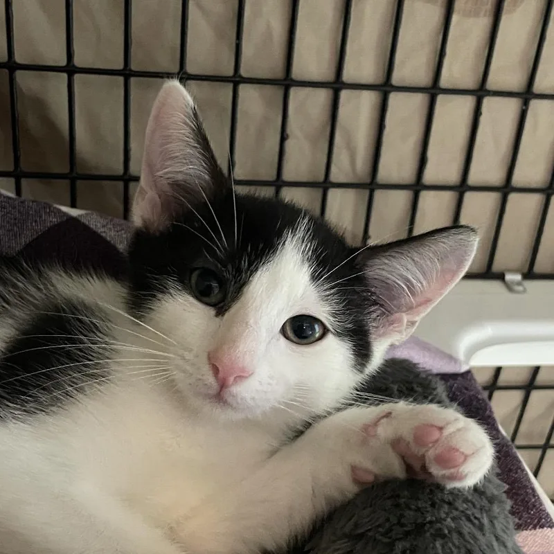 A baby small-sized male Domestic Short Hair cat named Chin Chin for adoption in Chicago, IL