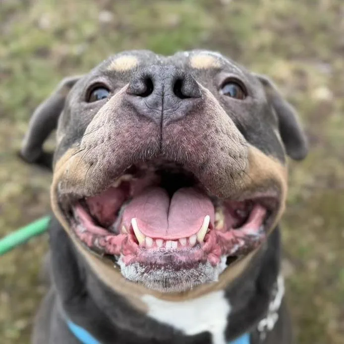 An adult medium-sized male American Bully dog named Tank for adoption in Olean, NY