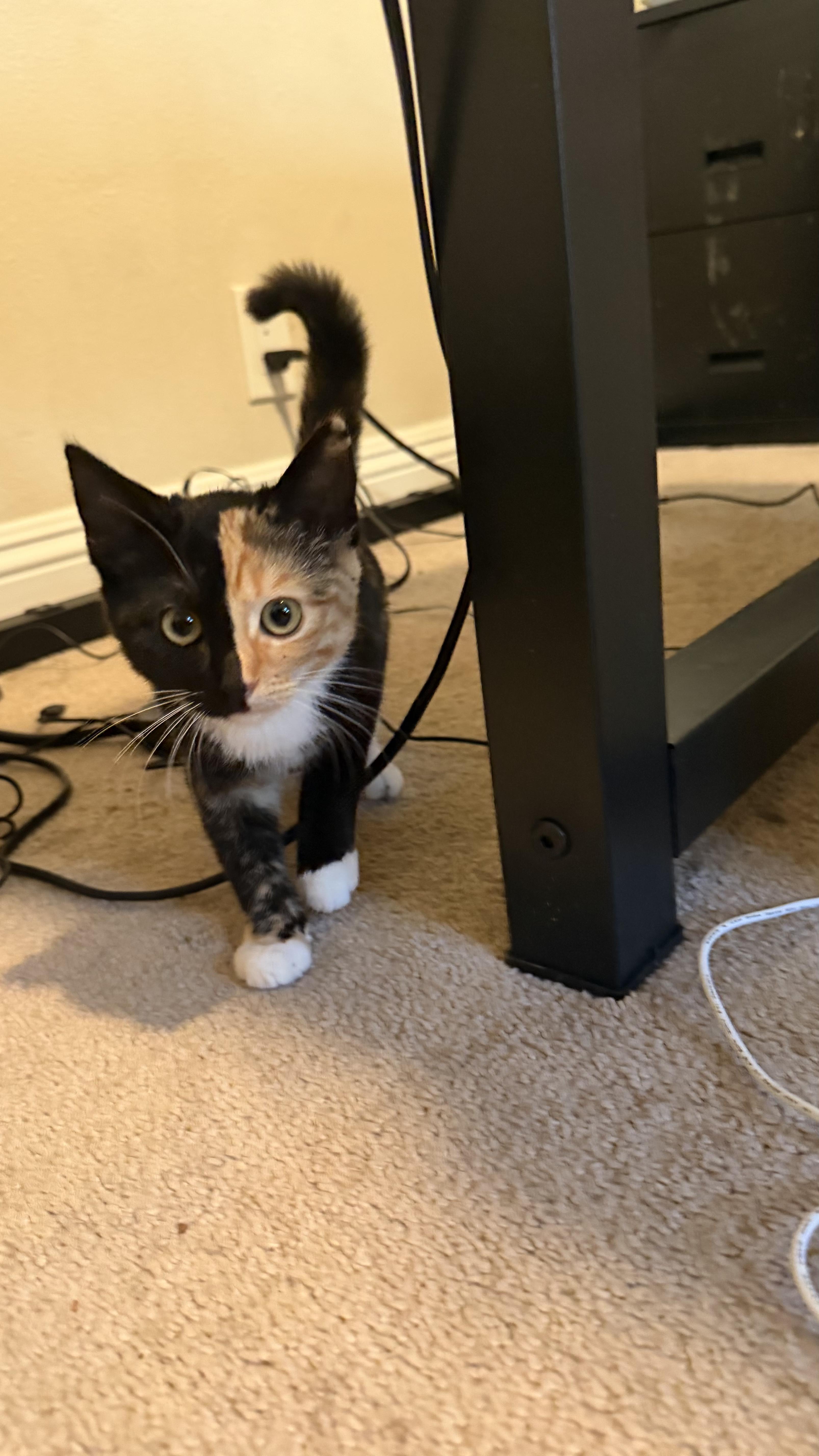 A young small-sized female Domestic Short Hair cat named Halloween for adoption in Long Beach, CA