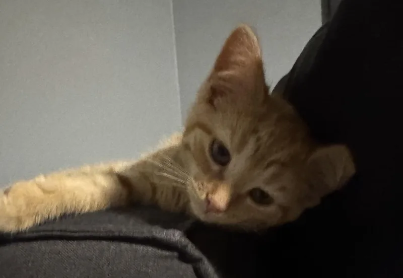 A baby small-sized female Tabby (Orange / Red) Domestic Short Hair cat named Spicy Meatball for adoption in Poplar Grove, IL