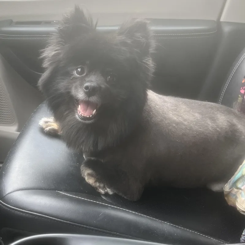 An adult small-sized female Black Pomeranian dog named Margo for adoption in Cornelius, NC