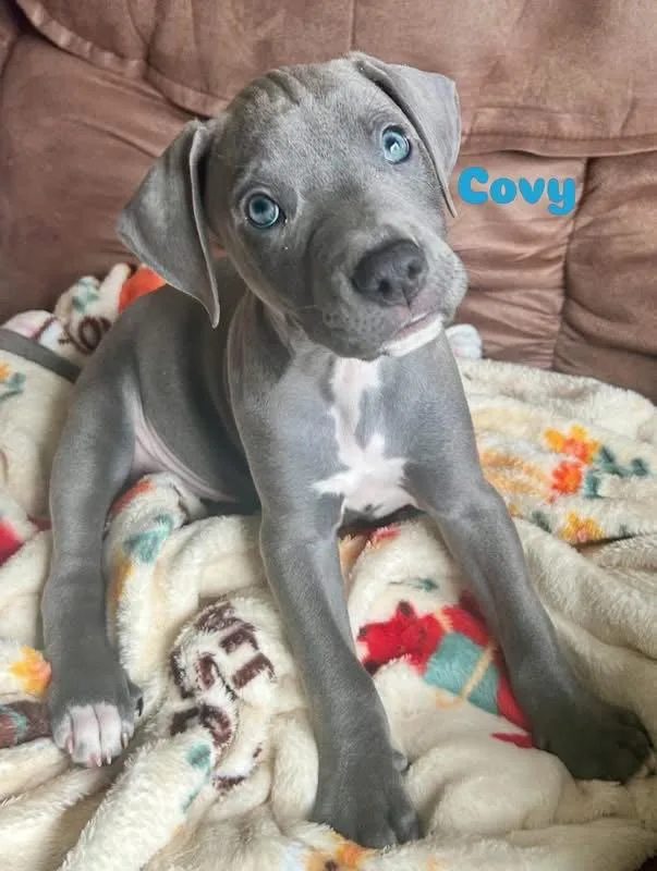 A baby medium-sized male American Staffordshire Terrier dog named Covy for adoption in Germantown, OH