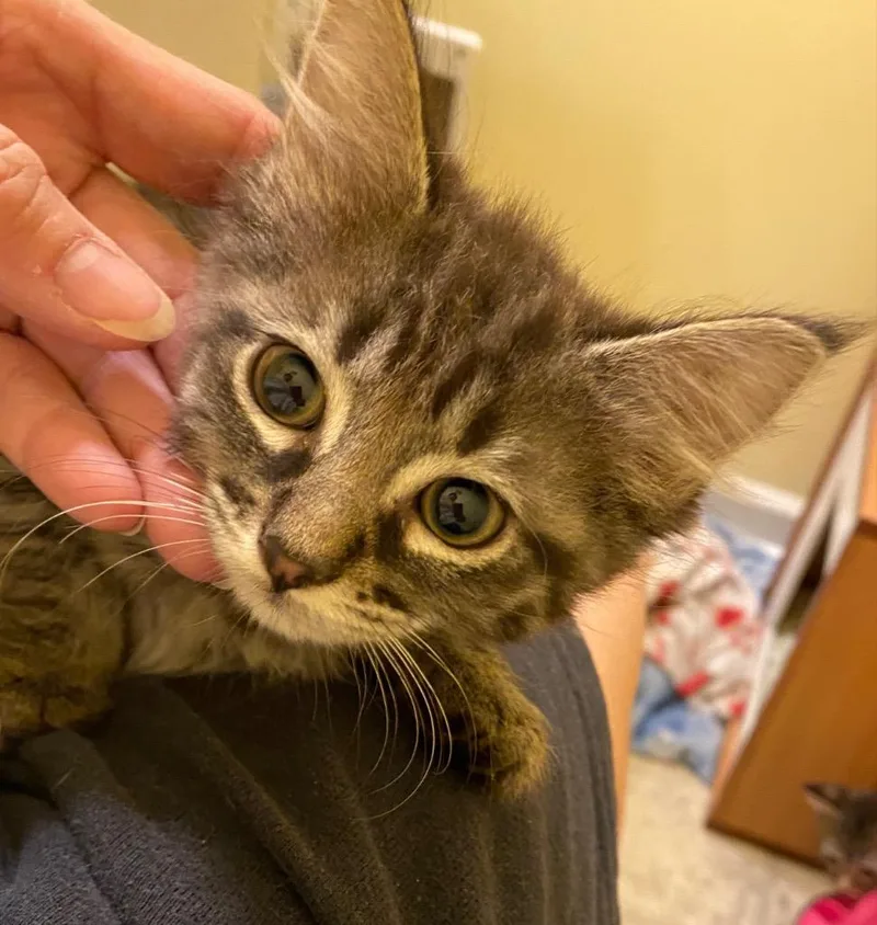 A baby medium-sized female Domestic Medium Hair cat named Walleye for adoption in Cumming, GA