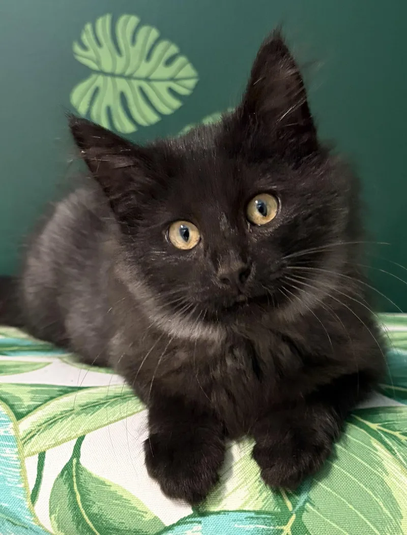 A baby medium-sized male Black Domestic Medium Hair cat named Count Chocula for adoption in Mount Sterling, KY