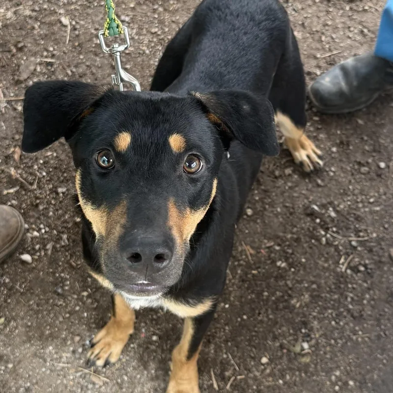 An adult medium-sized male Black Rottweiler dog named Pants for adoption in Austin, TX