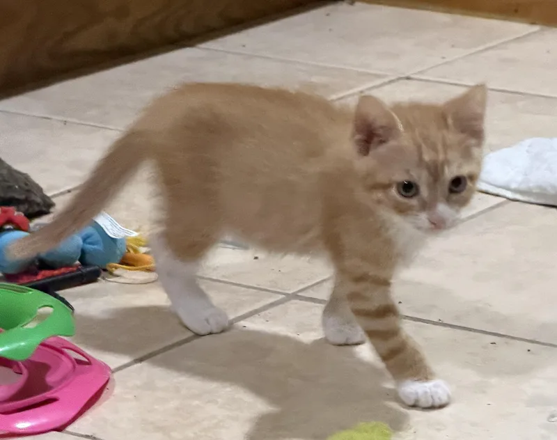A baby medium-sized male Orange & White Domestic Short Hair cat named Tom for adoption in East Hanover, NJ