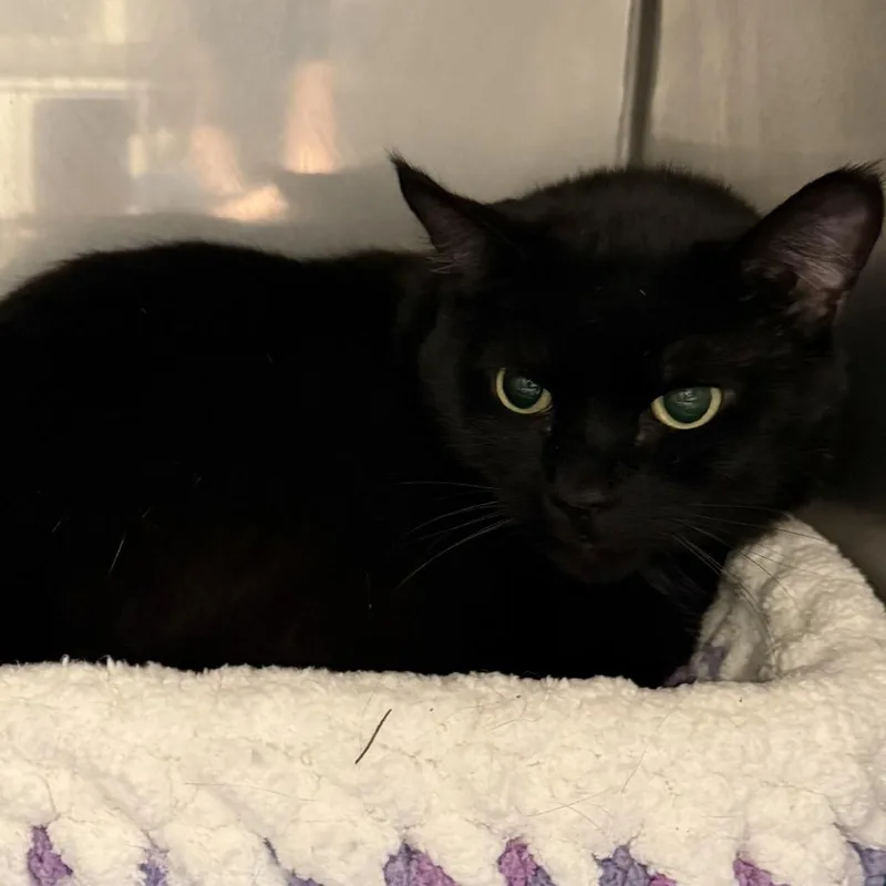 An adult large-sized male Black Domestic Short Hair cat named Max for adoption in Pittsford, VT