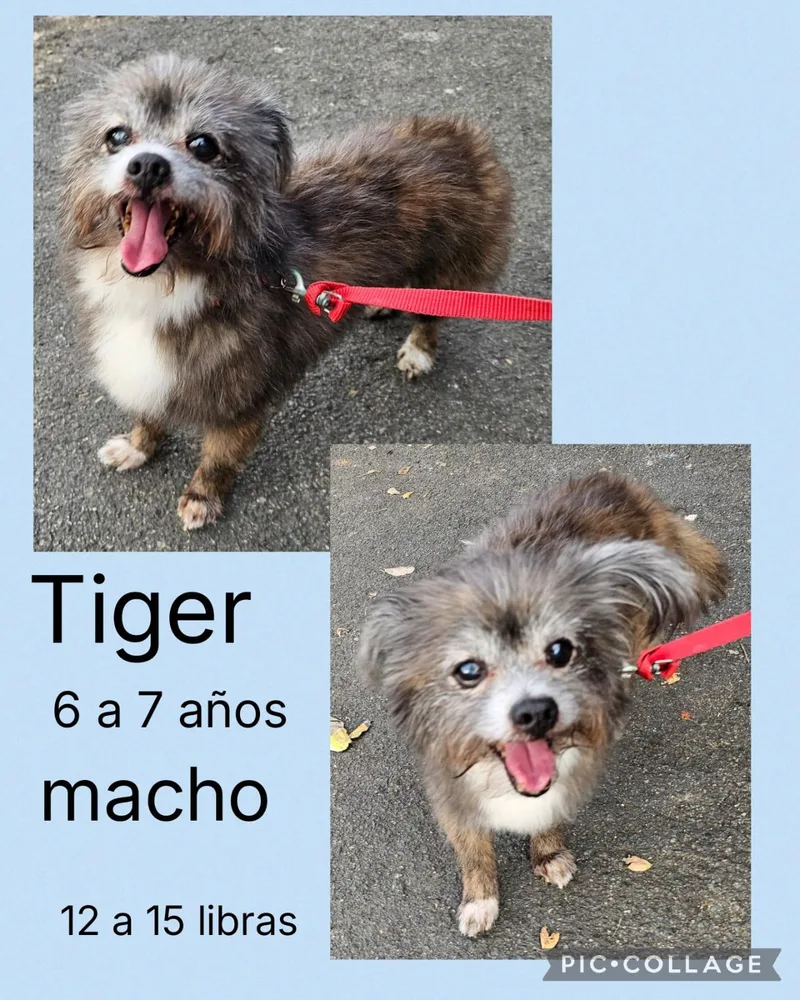 Tiger thumbnail 2