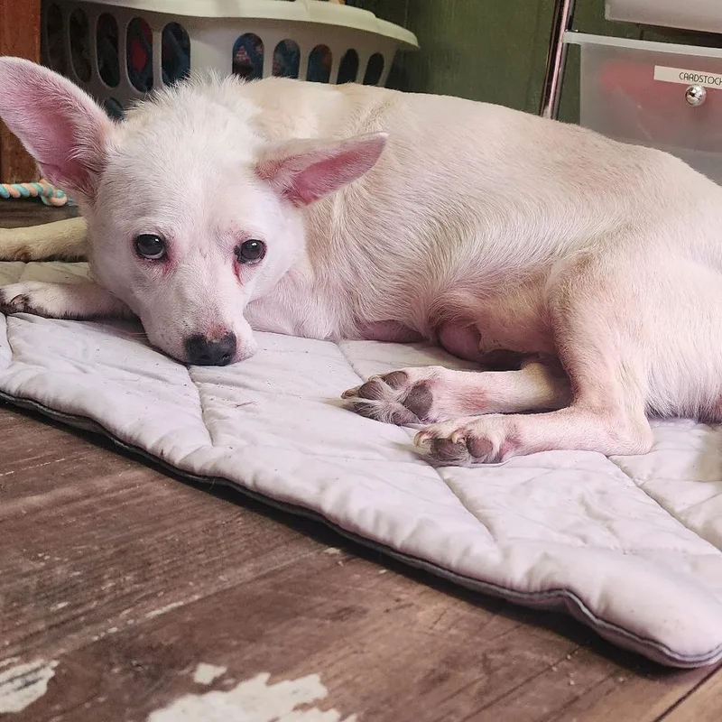 A senior medium-sized female Terrier dog named Natty for adoption in Evensville, TN