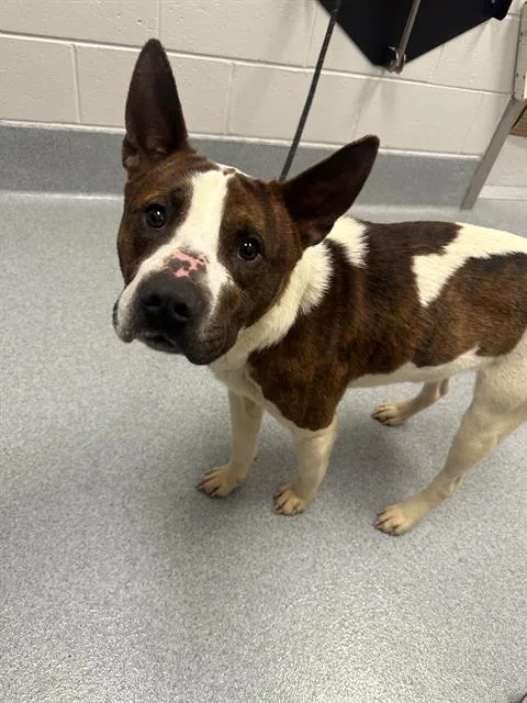 An adult medium-sized male Pit Bull Terrier dog named Carl for adoption in Indianapolis, IN
