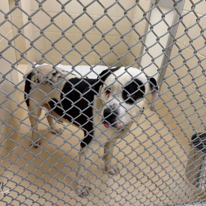 A senior large-sized male Black Mixed Breed dog named Ezekiel for adoption in Winston-Salem, NC