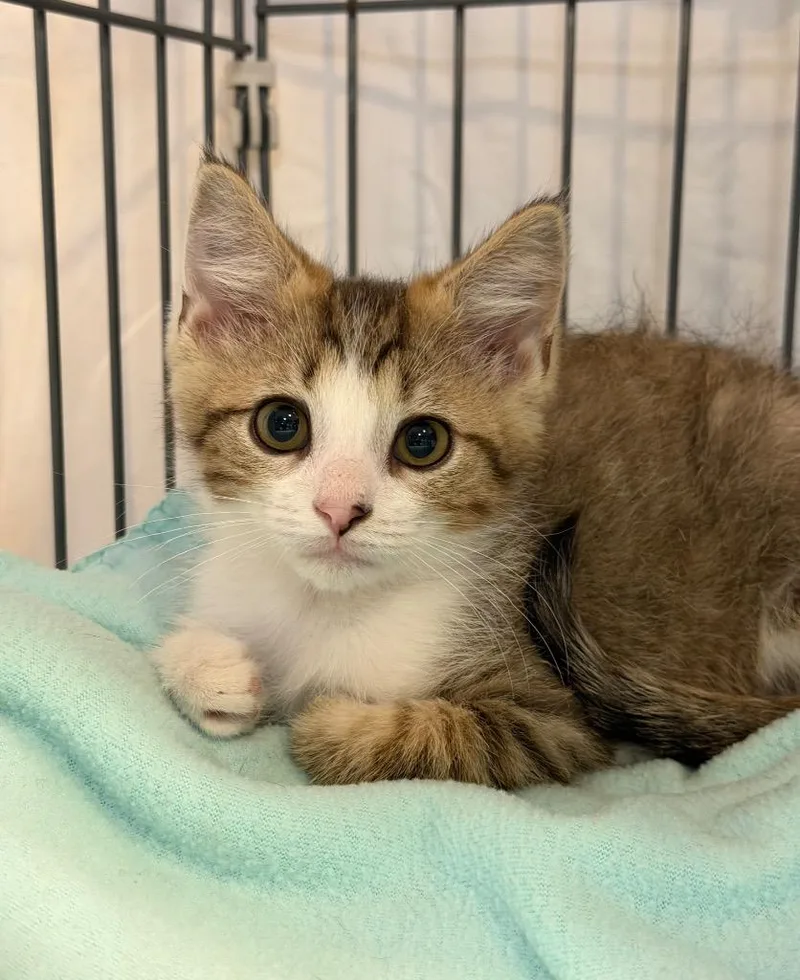 A baby medium-sized male Domestic Short Hair cat named Sam Goody for adoption in Cincinnati, OH
