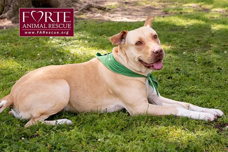 A young large-sized female Apricot / Beige Pharaoh Hound dog named Cleopatra for adoption in Marina Del Rey, CA