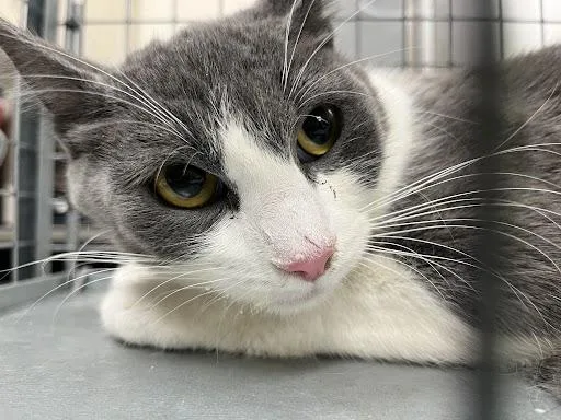 A young medium-sized female Domestic Short Hair cat named Simone for adoption in Las Vegas, NV