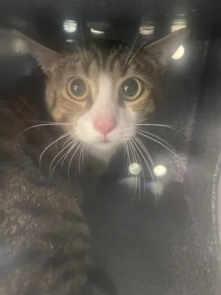 An adult medium-sized male Domestic Short Hair cat named Hunter for adoption in Gainesville, FL