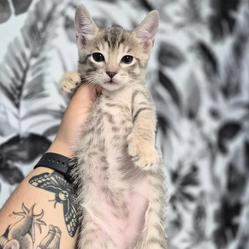 A baby small-sized female Cream / Ivory Domestic Short Hair cat named Push Pop for adoption in Wahiawa, HI