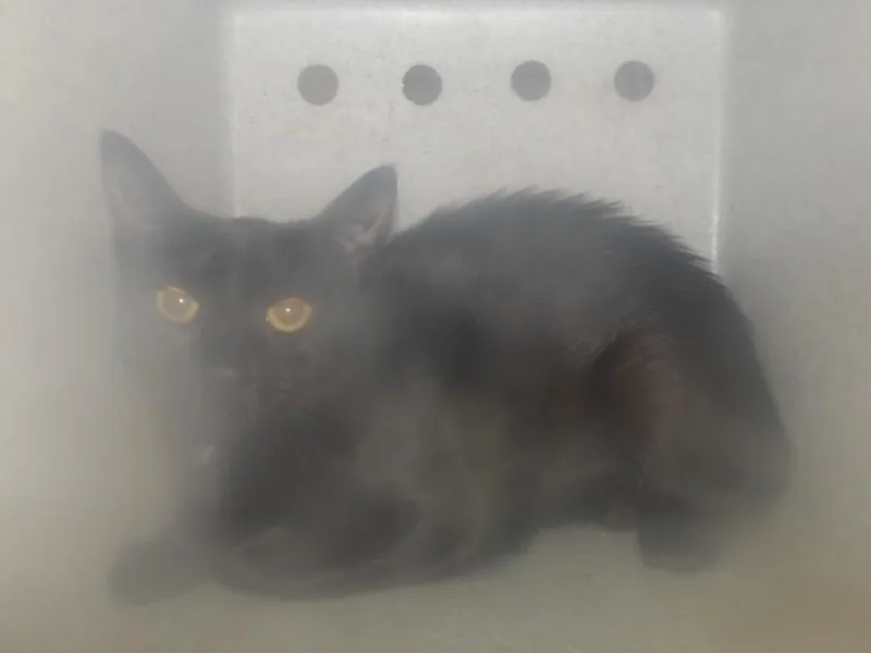 A young medium-sized female Domestic Short Hair cat named Violet for adoption in Los Angeles, CA