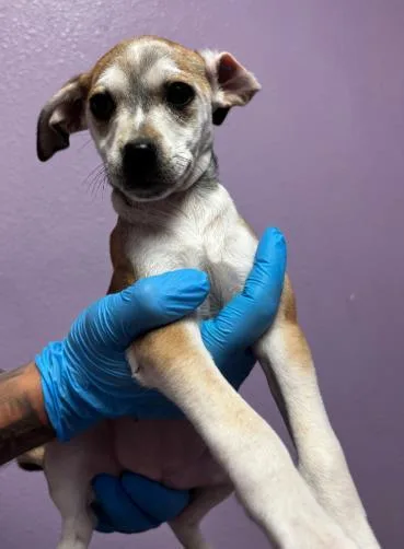 A baby small-sized female Yellow / Tan / Blond / Fawn Mixed Breed dog named 60791587 for adoption in El Paso, TX