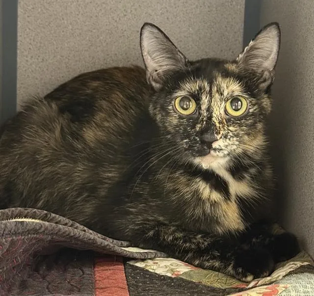A young small-sized female Domestic Short Hair cat named Polly Pocket for adoption in Aliquippa, PA