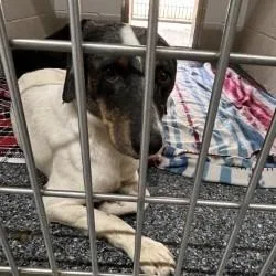 An adult small-sized male White / Cream Mixed Breed dog named Ross for adoption in Buchanan Dam, TX